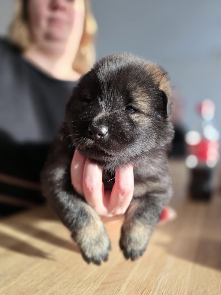 du Tresor de Divaline - Chiot disponible  - Eurasier