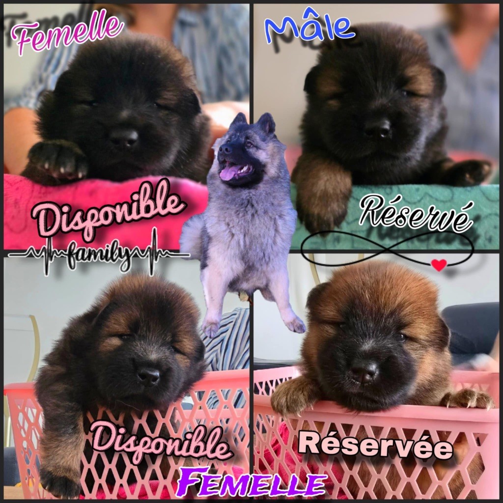 chiot Eurasier du Tresor de Divaline