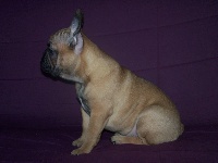 CHIOT